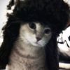ur.favv.alli7