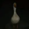 vaggrouss07