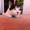 thevolcitykitty