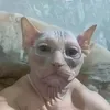 mmmmmarqui