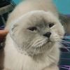 kitteennnnnncatlovers