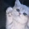 s_ku.r_