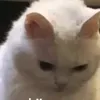 bamubamu313