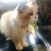 mr.dempo