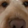 maccimoomoo
