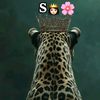 sabiriina471