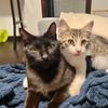 obsessedcatmom