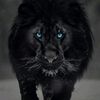 www.pakistanitiktokkhan1