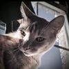 darkowl1517