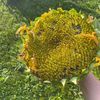 the_compost_tea