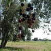 naturalezaelmontegrande