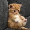 elgatuno8