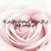 aminaidrissi126