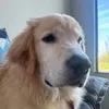 titio.retriever