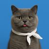 yokylostcatt