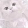 cat8373747
