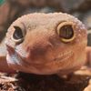 mygecko.isbetterthanyou