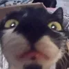 niki4al