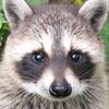 raccoon_biosh