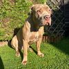 mastiff_blaze