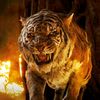 🐯Siberian (Amur) Tiger🐅