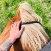 manwithhorse