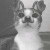 supercutllorde