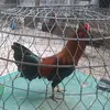 010196tuancanh