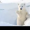 hatesepsut