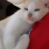 catsfamily59