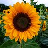 girasolama11