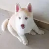 fantasma_husky_siberiano