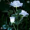 windaaji47