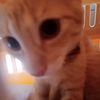 mishi_ginger