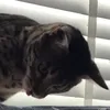 rockiethesavanahcat