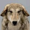 dogjore