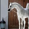farahalahmed705