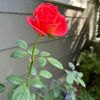 ghalia0342