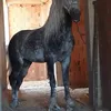 hamzadz134