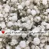 sarah_khaleefa