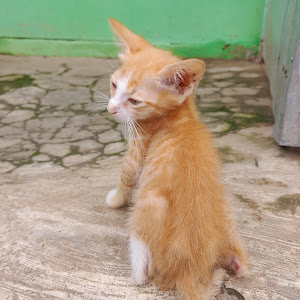 mayangpermata341