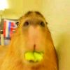 .pepstdent