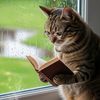 cat_motivatio