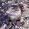 raawwrr_rawwr