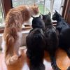 ourcatsaze