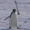 kalloiparaszt
