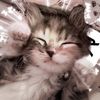 farouha_editor