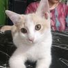 cakwal_08