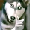 catlol6