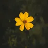 andreiarcega09